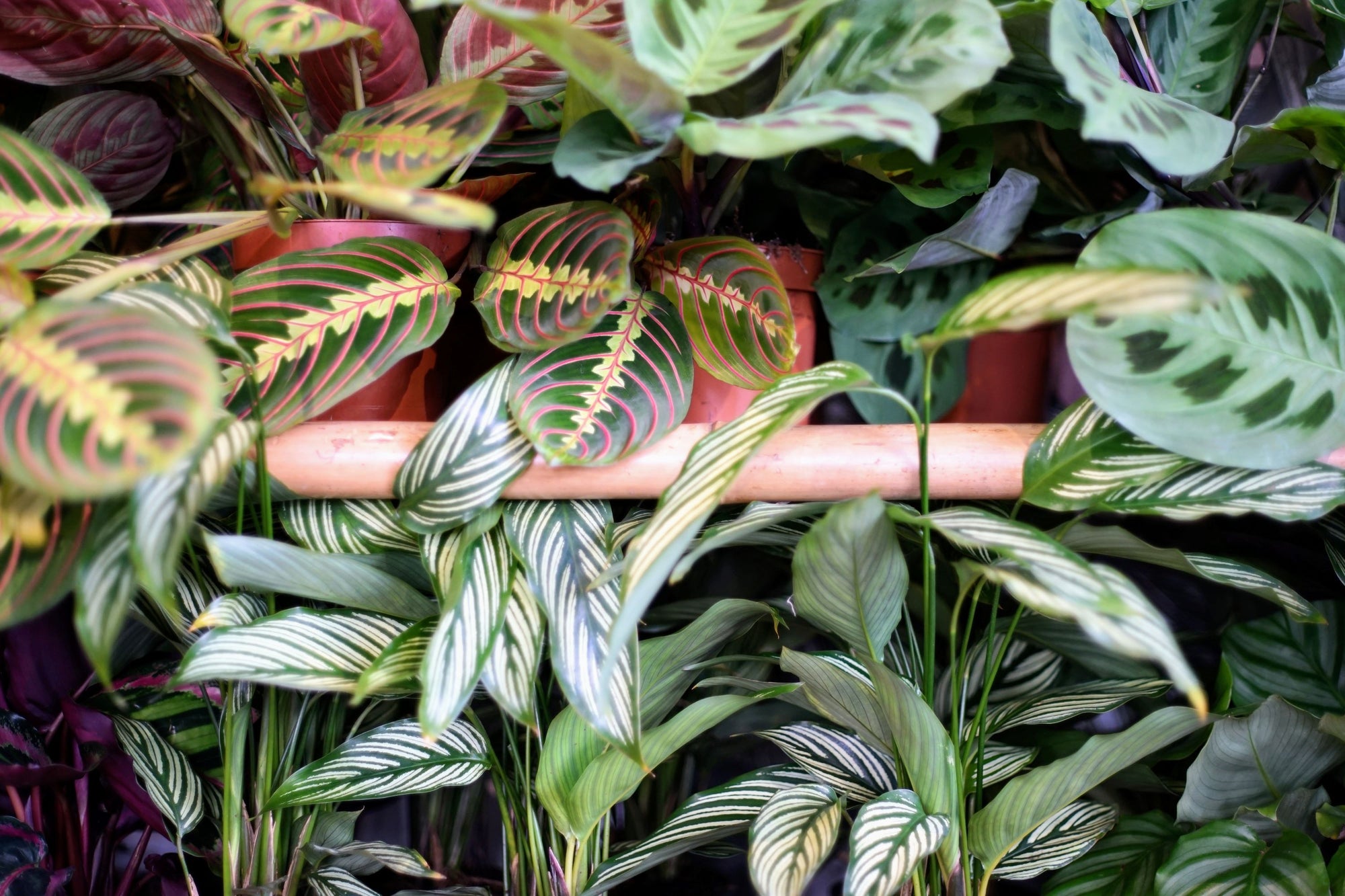Les plantes pet-friendly !