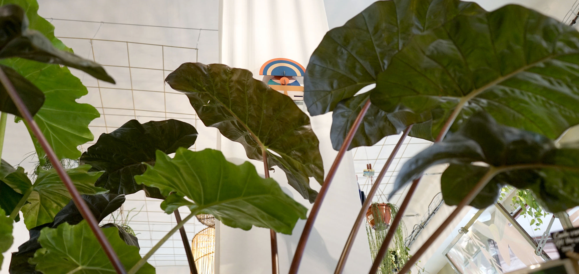Focus sur... les Alocasias