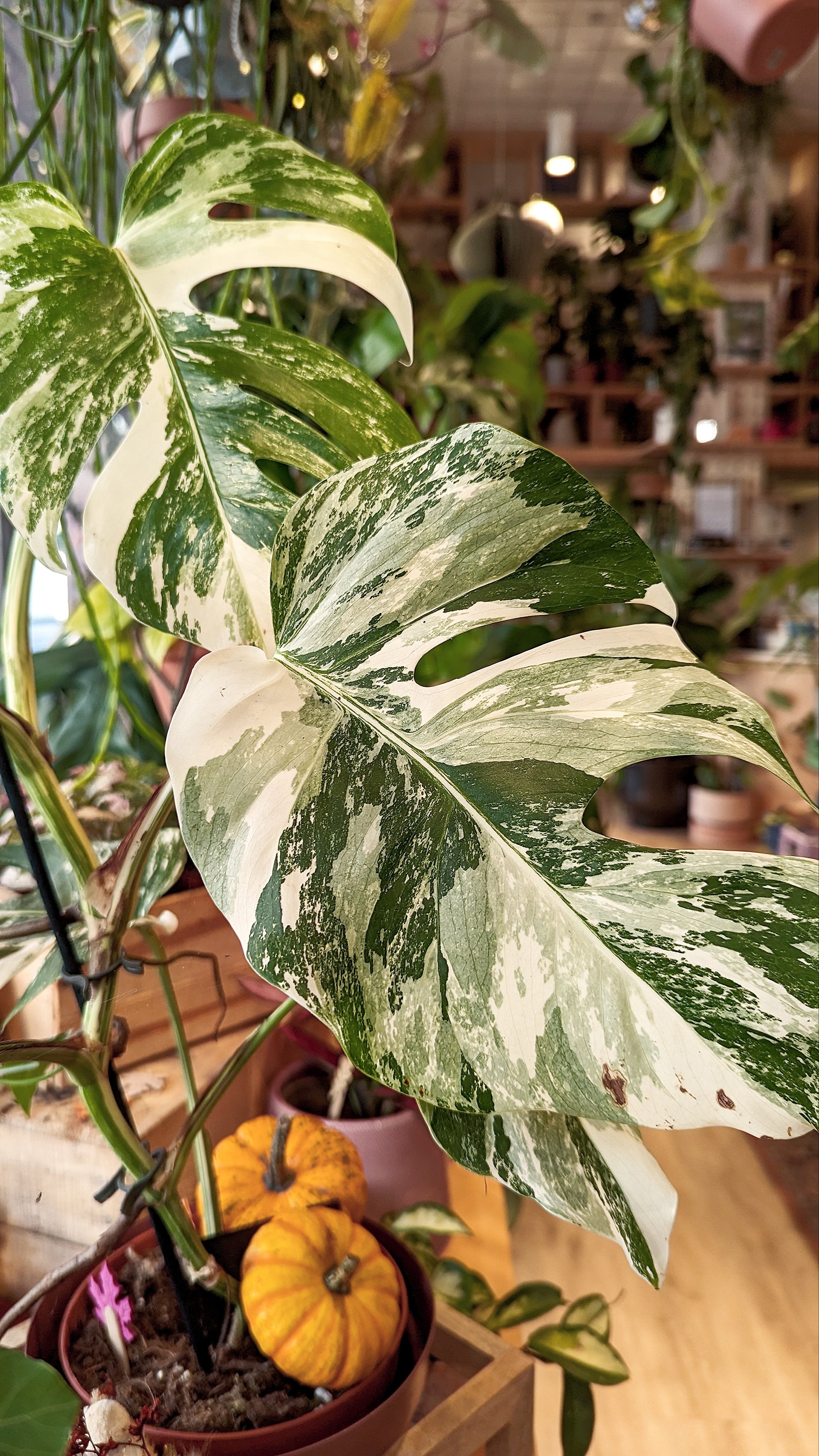 Préparer tes plantes pour l'automne-hiver !