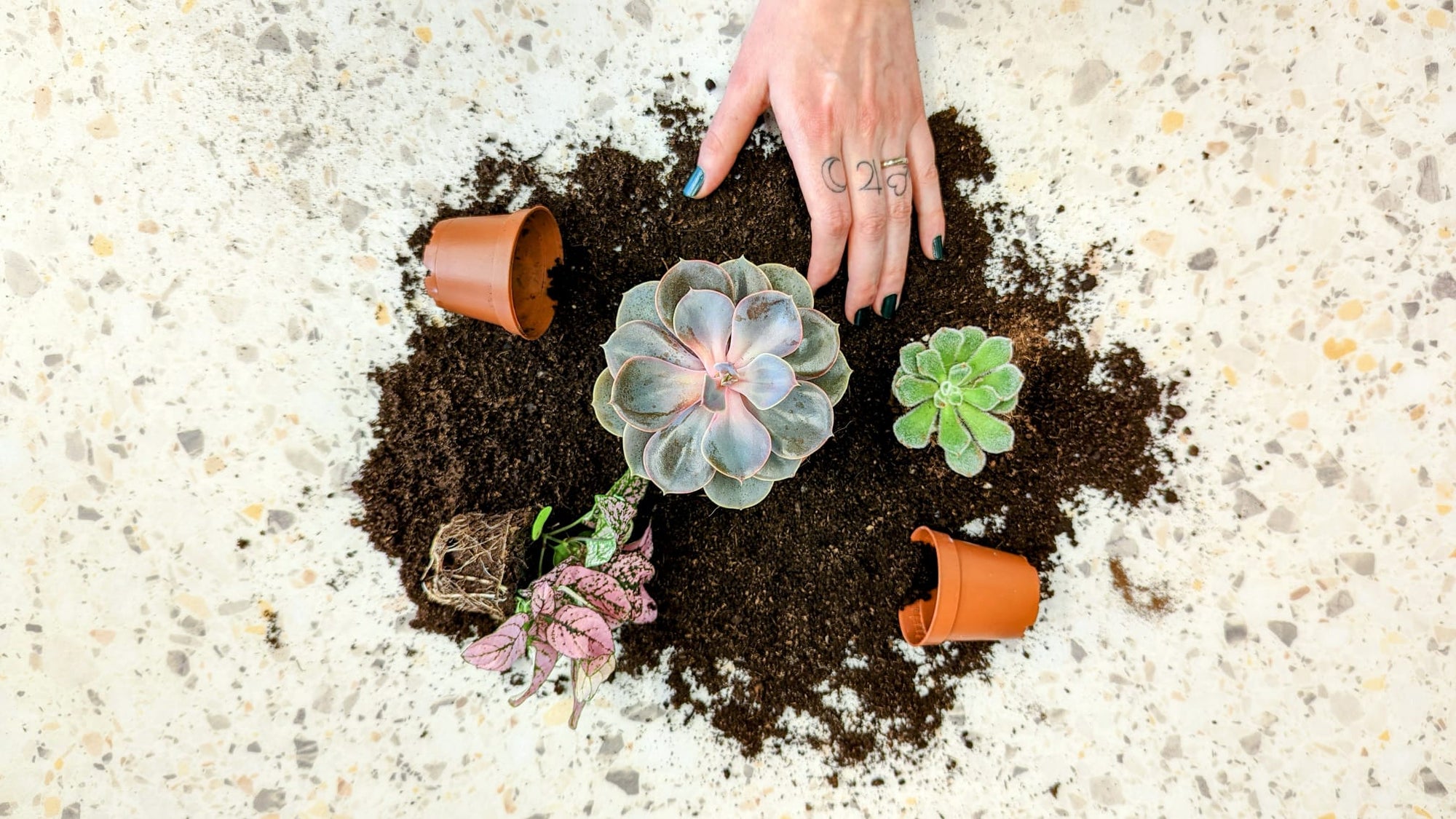 C'est la saison des rempotages !