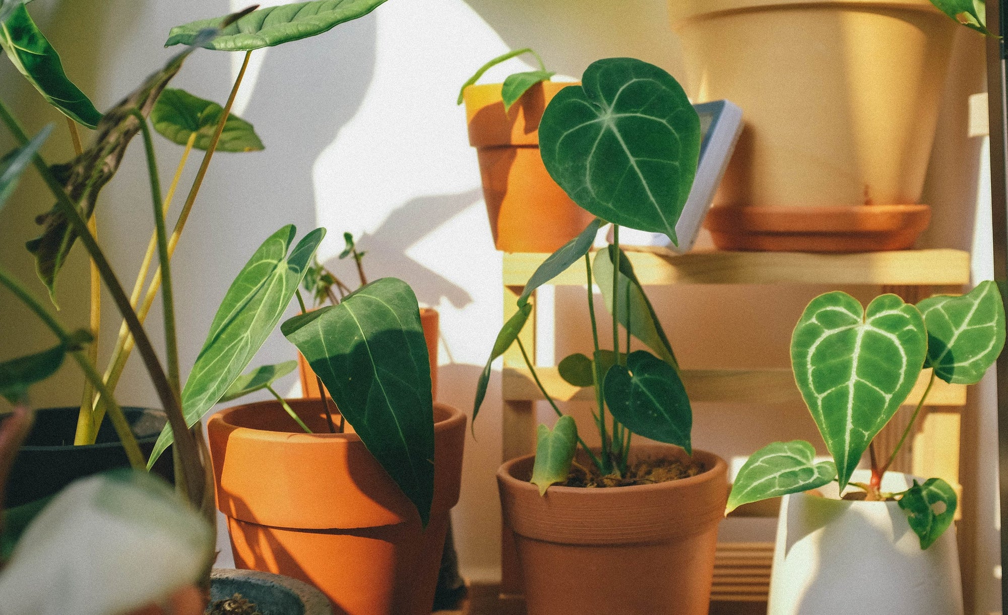 Les plantes et la lumière