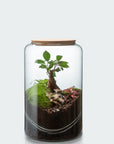 🌿 Atelier Terrarium Carl - Taille M 🌿