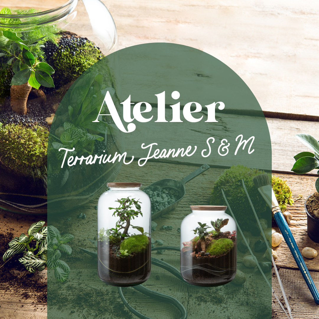 🌿 Jeanne Terrarium Workshop – Größe S oder M 🌿