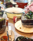🌿 Jeanne Terrarium Workshop – Größe S oder M 🌿
