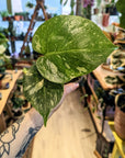 Monstera 'Thai Constellation' | Babypflanzen