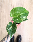Monstera 'Thai Constellation' | Babypflanzen