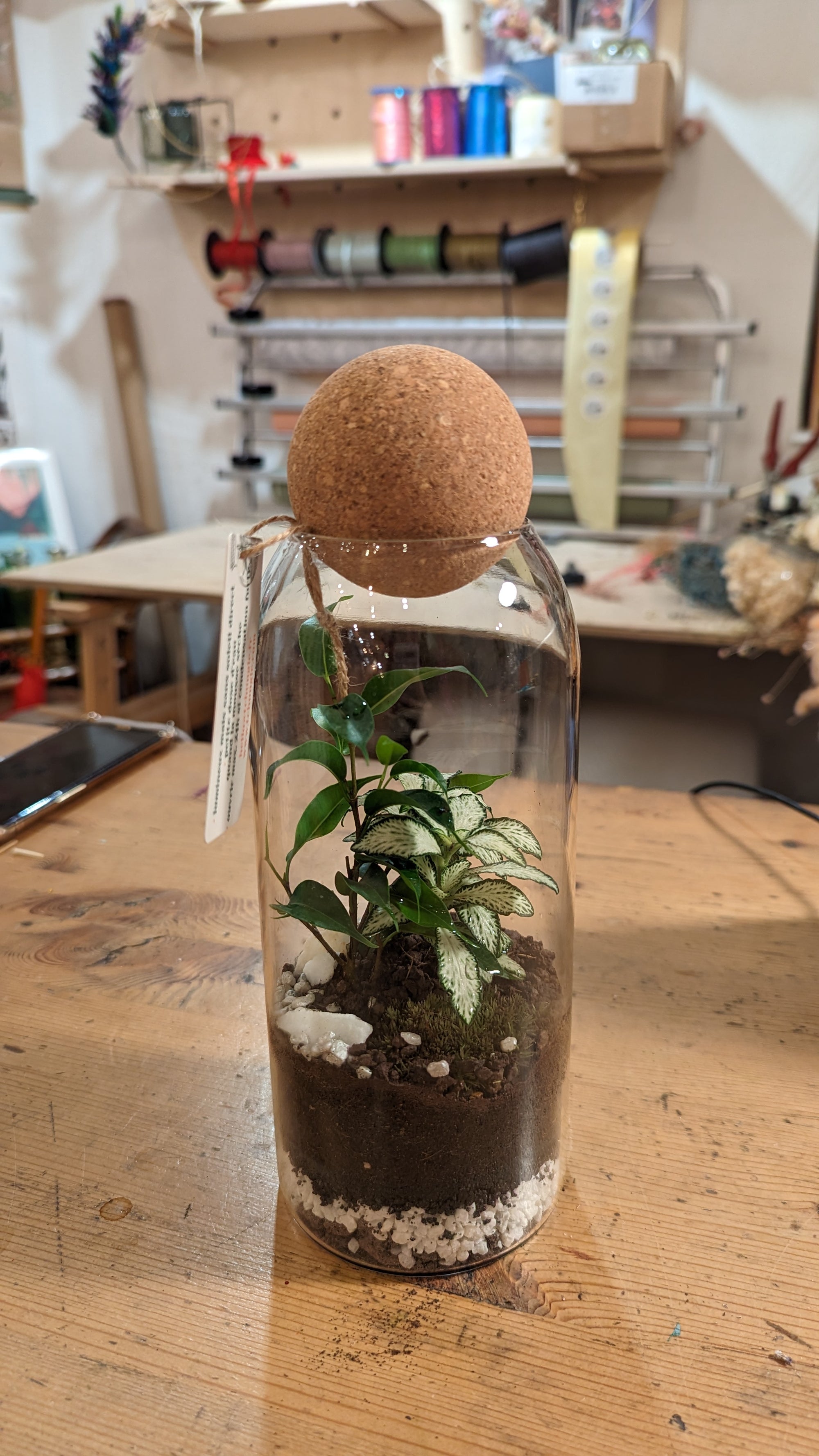 Terrarium Aimée - Taille M