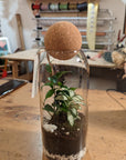 Terrarium Aimée - Taille M