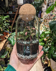 Terrarium Aimée - Taille S