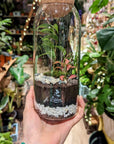 Terrarium Aimée - Taille M