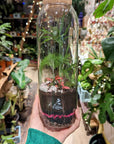 Terrarium Aimée - Taille L