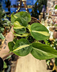 Philodendron 'Cream Splash'