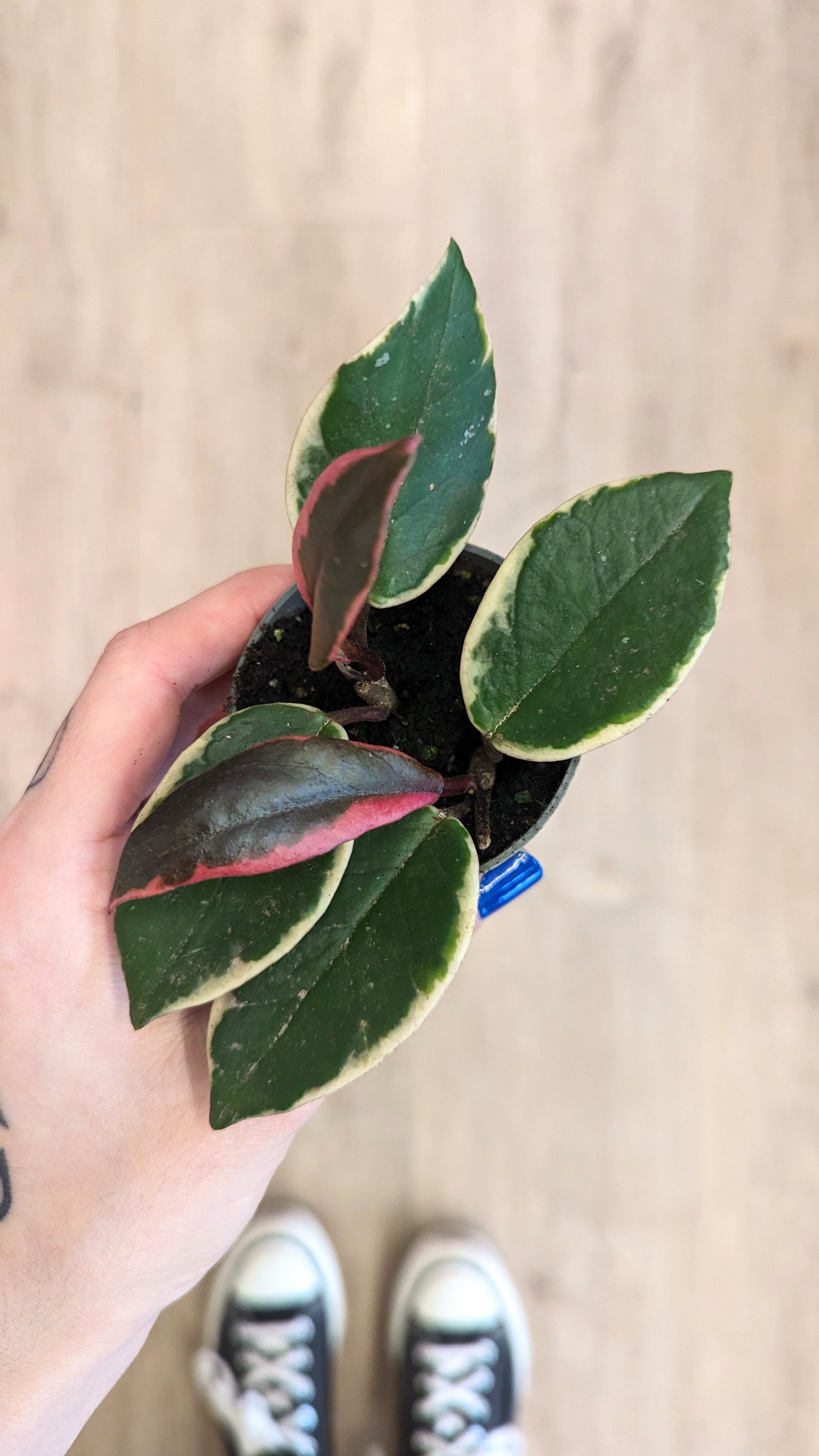 Hoya 'Flamingo Dreams' | Baby plants