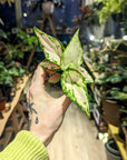 Aglaonema 'Red Zirkon' | Baby Plants
