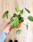 Pilea 'Mojito'