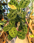 Maranta Leuconeura 'Fiesta'
