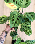 Maranta Leuconeura 'Fiesta'