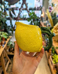 Cruche/Broc 'Citron'