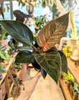 Philodendron 'Pink Bikini' | Baby Plants
