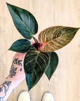 Philodendron 'Pink Bikini' | Baby Plants