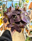 Tradescantia 'Pallida'