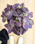 Tradescantia 'Pallida'