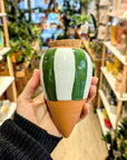 glitch | Ollas to plant