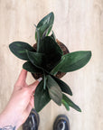 Scindapsus 'Dunkle Form'