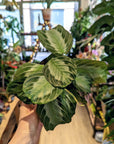 Maranta Leuconeura 'Silver Band'