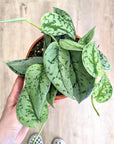 Scindapsus 'Silver Lady'