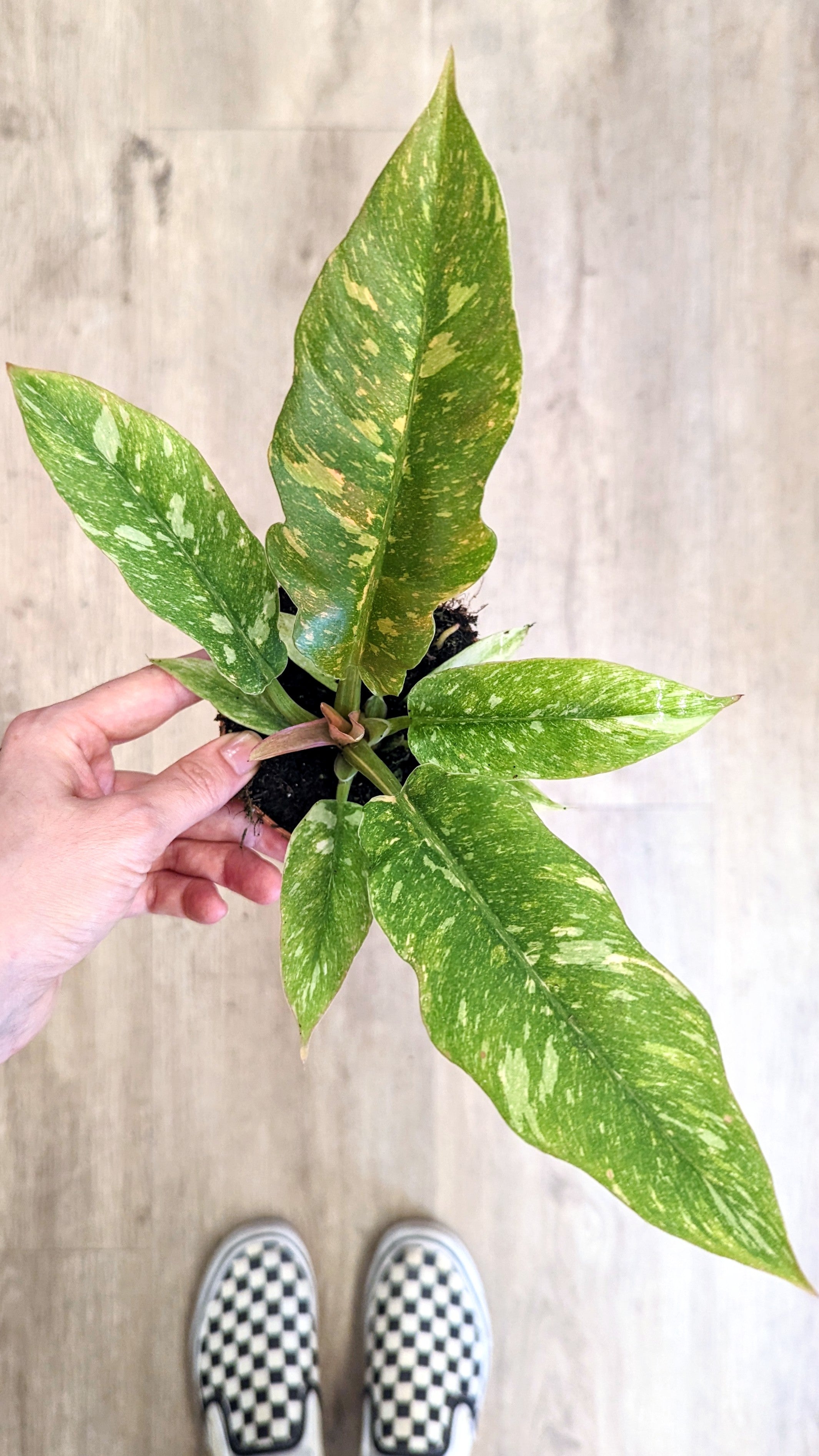Philodendron &#39;Ring of Fire&#39;
