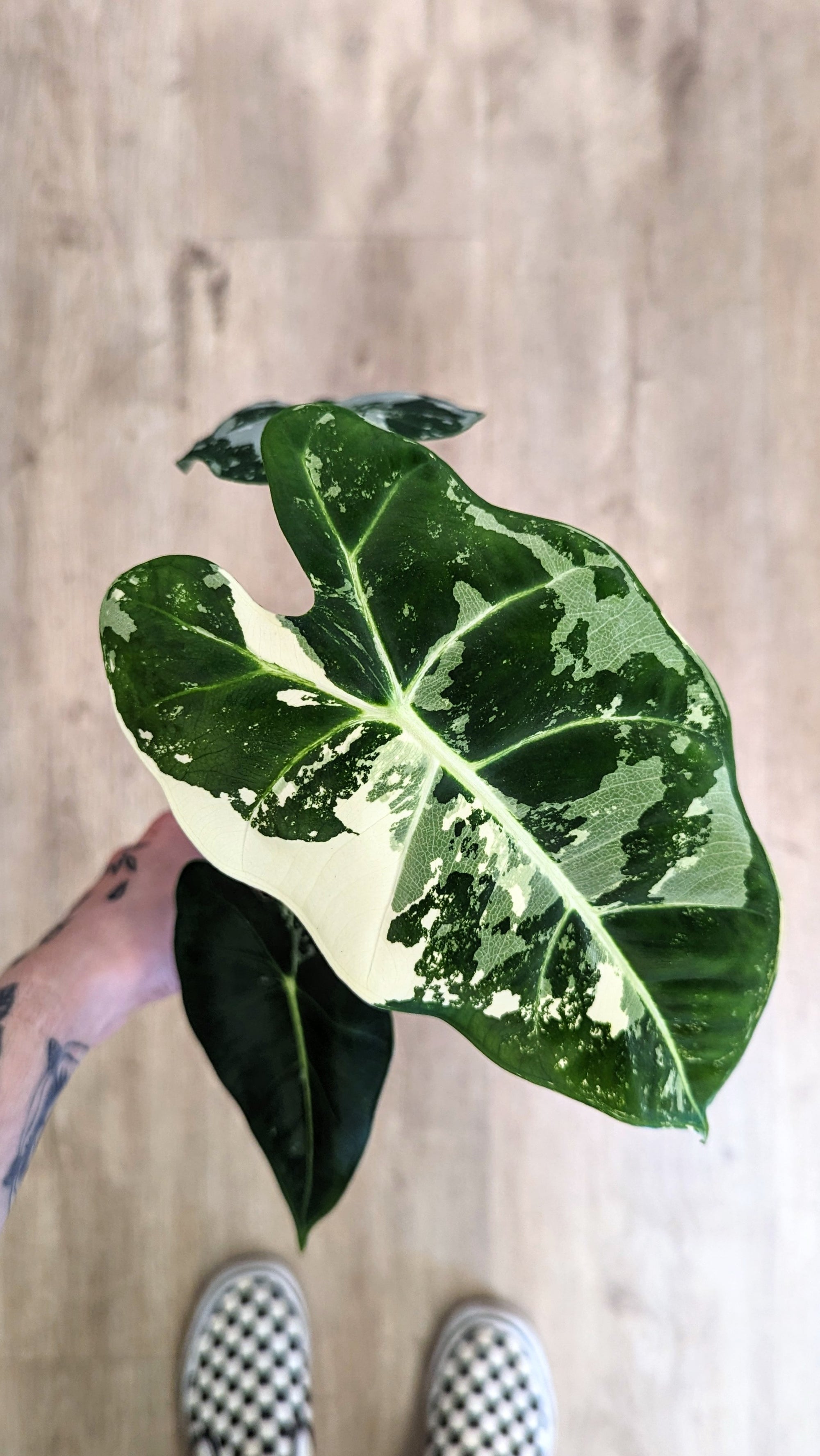 Alocasia Micholitziana 'Frydek' Variegata