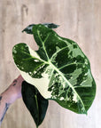 Alocasia Micholitziana 'Frydek' Variegata