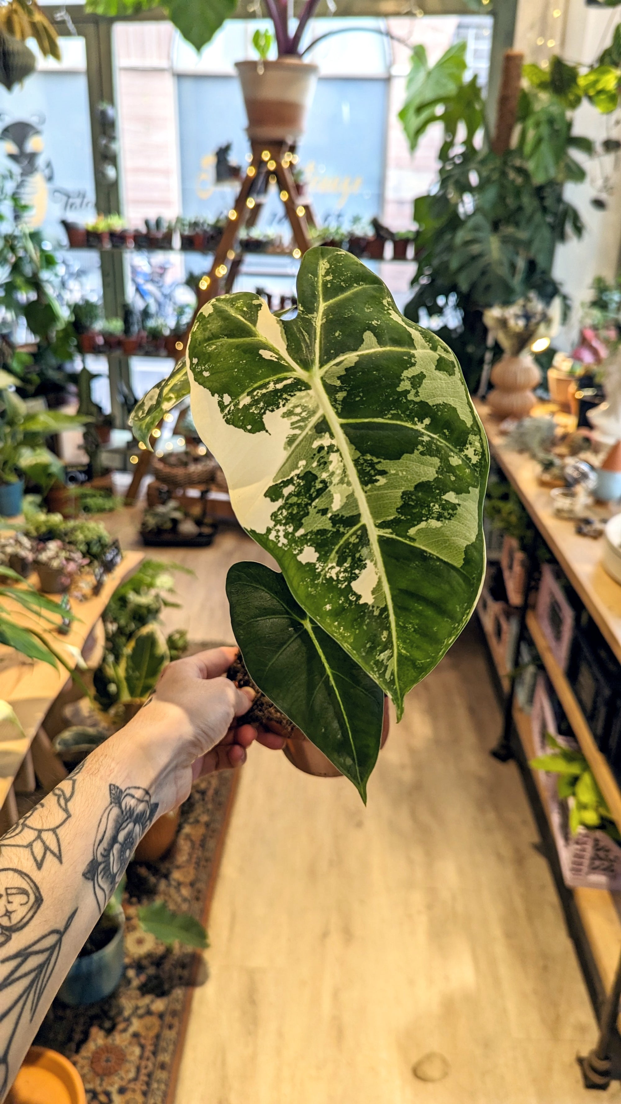 Alocasia Micholitziana 'Frydek' Variegata