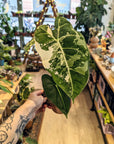 Alocasia Micholitziana 'Frydek' Variegata