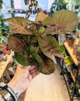 Syngonium 'Marble Pink'