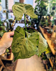 Syngonium 'Grey Ghost'
