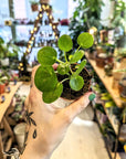 Pilea peperomioides | Baby plants