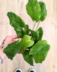 Calathea Musaica 'Network' | Baby plants