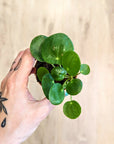 Pilea peperomioides | Baby plants