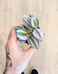 Tradescantia Albiflora 'Nanouk' | Baby plants