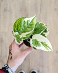Epipremnum N'joy (pothos)