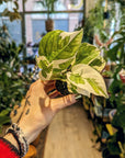 Epipremnum N'joy (pothos)