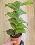 Rhaphidophora 'korthalsii'