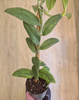 Rhaphidophora Eliptica 'Aurea'