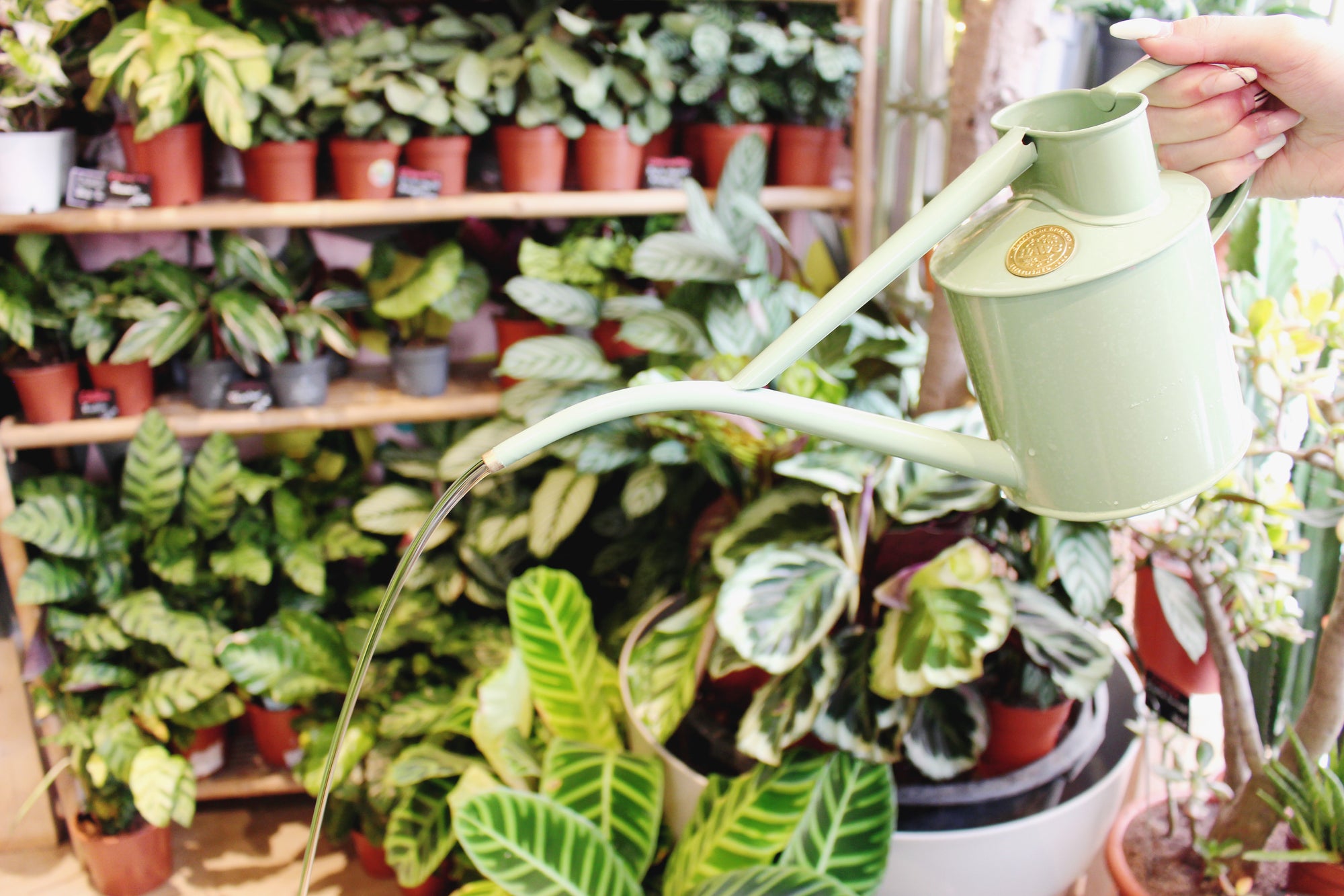 accessoires soins des plantes Tchungle