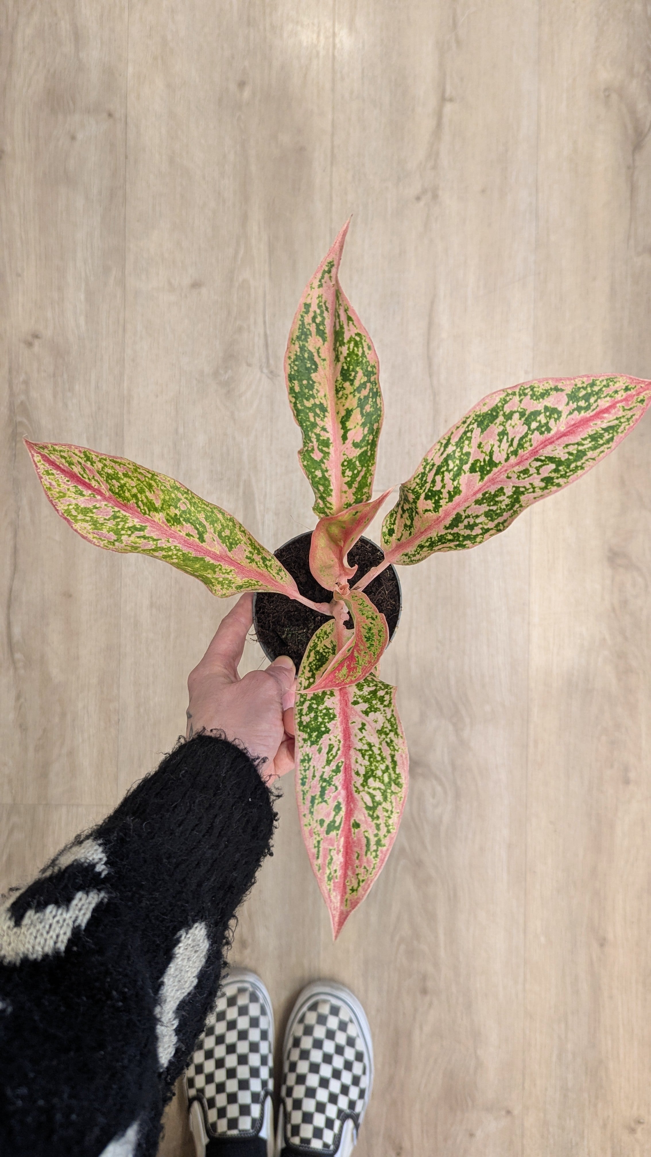 prestige aglaonema Aglaonema 'Prestige'