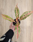 Aglaonema 'Prestige' | Baby Plants