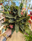 Begonia Maculata 'Flamingo Queen'