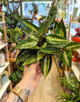 Hoya 'Pot of Gold'